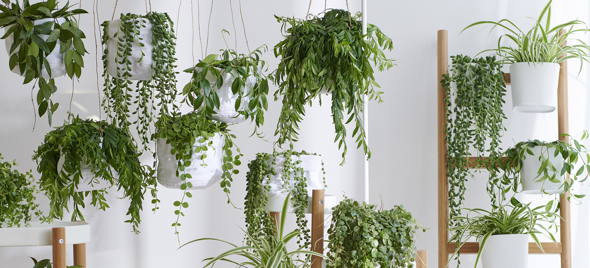 Plantguide houseplants - Pannebakker