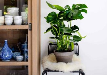 Air-purifying plants