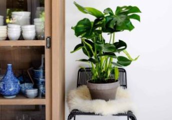 Air-purifying plants