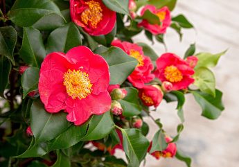 Camellia japonica 'Doctor King'