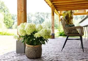 HydrangeaGardenlights