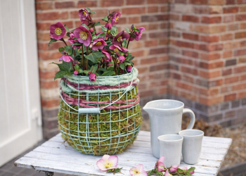 HelleborusWinterangel