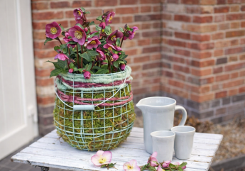 HelleborusWinterangel