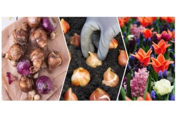 Flowerbulbs Flowerbulbs