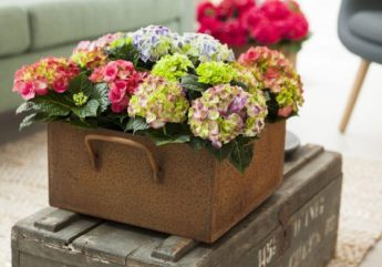 Hydrangea CareTips