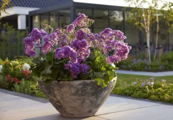 Limonium
